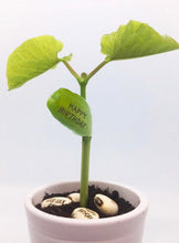 Load image into Gallery viewer, You grow lovelier every year birthday card - with magic growing bean
